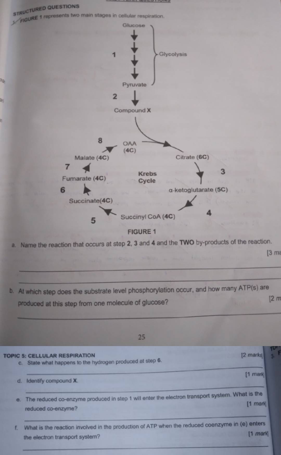 STRUCTURED QUESTIONS 
1. FIGURE 1 represents two main stages in cellular respiration. 
In 
a. Name the reaction that occurs at step 2, 3 and 4 and the TWO by-products of the reaction. 
[ 3 m
_ 
_ 
b. At which step does the substrate level phosphorylation occur, and how many ATP(s) are 
produced at this step from one molecule of glucose? [ 2 m
_ 
25 
Tor 
TOPIC 5: CELLULAR RESPIRATION [2 marks] 3. F 
_ 
c. State what happens to the hydrogen produced at step 6. 
[1 mark 
_ 
d. Identify compound X. 
e. The reduced co-enzyme produced in step 1 will enter the electron transport system. What is the 
reduced co-enzyme? [1 mark] 
_ 
f. What is the reaction involved in the production of ATP when the reduced coenzyme in (e) enters 
the electron transport system? [1 mark] 
_