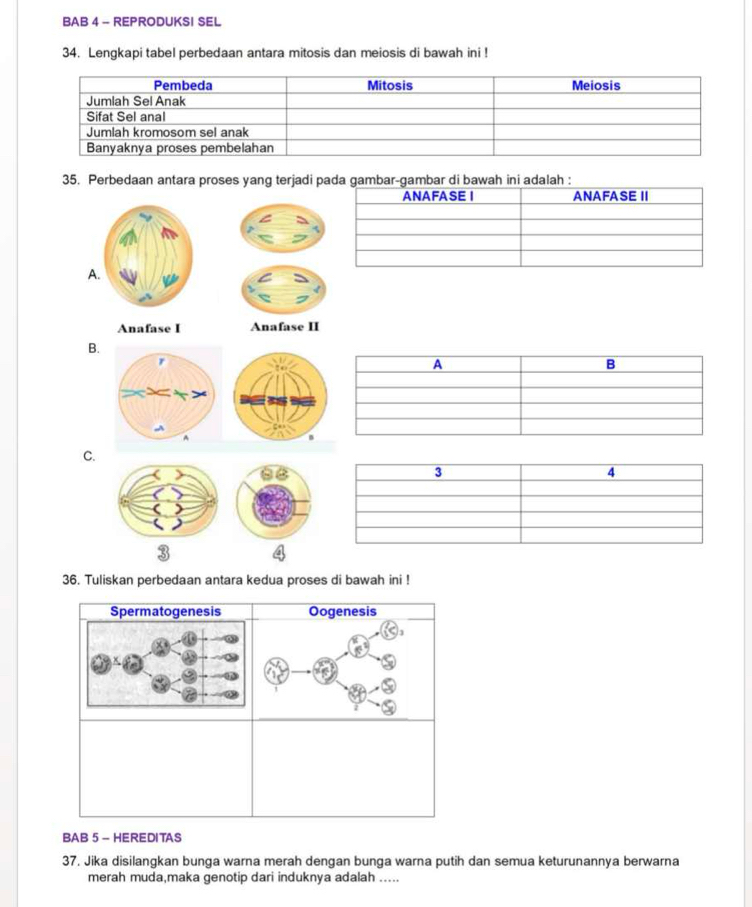 BAB 4 - REPRODUKSI SEL
34. Lengkapi tabel perbedaan antara mitosis dan meiosis di bawah ini !
35. Perbedaan antara proses yang terjadi pada gambar-gambar di bawah ini adalah :
Anafase I Anafase II
B.
C.
36. Tuliskan perbedaan antara kedua proses di bawah ini !
Spermatogenesis Oogenesis
BAB 5 - HEREDITAS
37. Jika disilangkan bunga warna merah dengan bunga warna putih dan semua keturunannya berwarna
merah muda,maka genotip dari induknya adalah .....