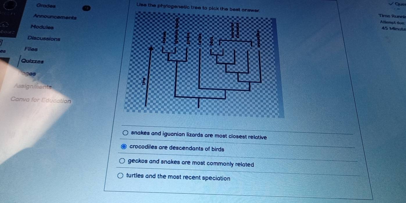 Que
Use the phylogenetic tree to pick the best answer.
Grades Time Runni
Announcements
Allempt due:
Modules
45 Minute
bootz
Discussions
es Files
Quizzes
nges
Assignments
Canva for Education
snakes and iguanian lizards are most closest relative
crocodiles are descendants of birds
geckos and snakes are most commonly related
turtles and the most recent speciation