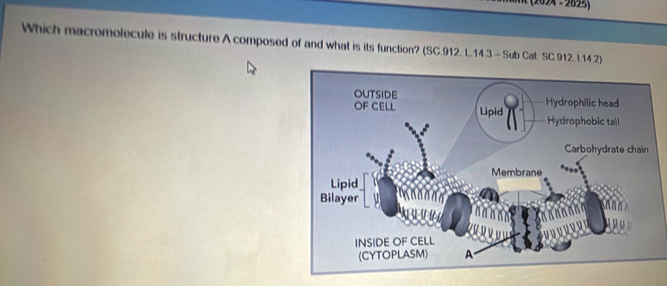 (2024 - 2825) 
Which macromolecule is structure A composed of and what is its function? (SC.912. L.14.3 - Sub Cat. SC.912. I.14.2)