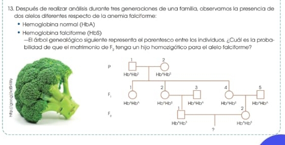 Después de realizar análisis durante tres generaciones de una familia, observamos la presencia de
dos alelos diferentes respecto de la anemía falciforme:
Hemoglobina normal (HbA)
Hemoglobina falciforme (HbS)
—El árbol genealógico siguiente representa el parentesco entre los individuos. ¿Cuál es la proba-
bilidad de que el matrimonio de F_2 tenga un hijo homozigótico para el alelo falciforme?
ρ
F_1
F_3