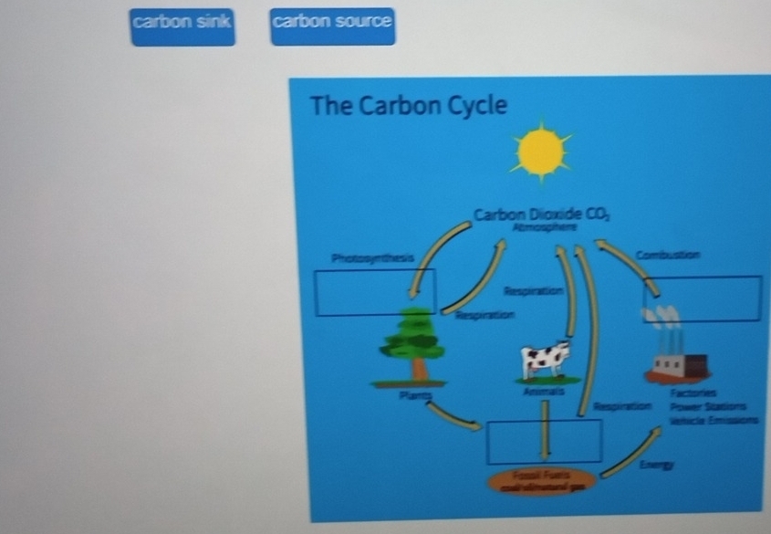 carbon sink carbon source