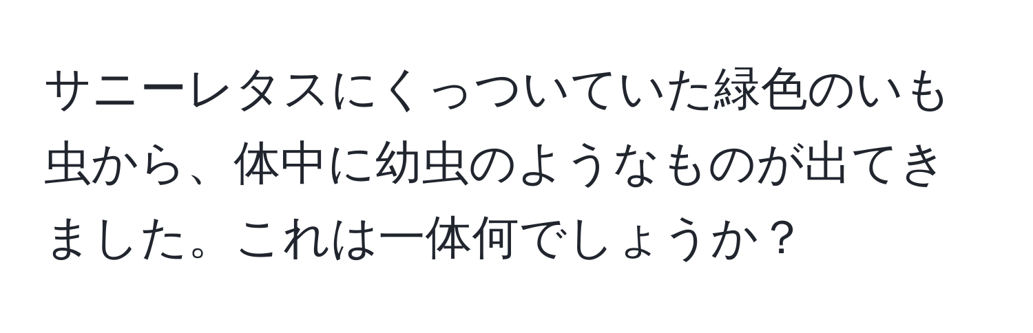 サニーレタスにくっついていた緑色のいも虫から、体中に幼虫のようなものが出てきました。これは一体何でしょうか？