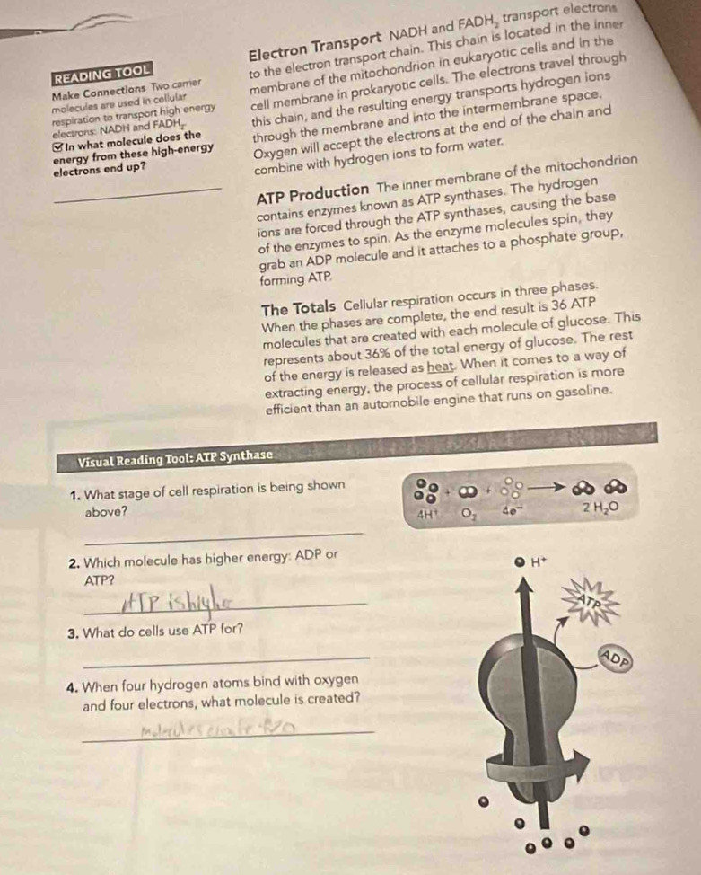 Electron Transport NADH and FADH, transport electrons
Make Connections Two carrier to the electron transport chain. This chain is located in the inner
READING TOOL
respiration to transport high energy membrane of the mitochondrion in eukaryotic cells and in the
eectrons: NADH and F ADH, cell membrane in prokaryotic cells. The electrons travel through
molecules are used in cellular
[ In what molecule does the this chain, and the resulting energy transports hydrogen ions
energy from these high-energy through the membrane and into the intermembrane space.
Oxygen will accept the electrons at the end of the chain and
electrons end up?
combine with hydrogen ions to form water.
_ATP Production The inner membrane of the mitochondrion
contains enzymes known as ATP synthases. The hydrogen
ions are forced through the ATP synthases, causing the base
of the enzymes to spin. As the enzyme molecules spin, they
grab an ADP molecule and it attaches to a phosphate group,
forming ATP
The Totals Cellular respiration occurs in three phases.
When the phases are complete, the end result is 36 ATP
molecules that are created with each molecule of glucose. This
represents about 36% of the total energy of glucose. The rest
of the energy is released as heat. When it comes to a way of
extracting energy, the process of cellular respiration is more
efficient than an automobile engine that runs on gasoline.
Visual Reading Tool: ATP Synthase
1. What stage of cell respiration is being shown
above? 2H_2O
4H^+ O_1 4e^-
_
2. Which molecule has higher energy: ADP or
ATP?
_
3. What do cells use ATP for?
_
4. When four hydrogen atoms bind with oxygen
and four electrons, what molecule is created?
_