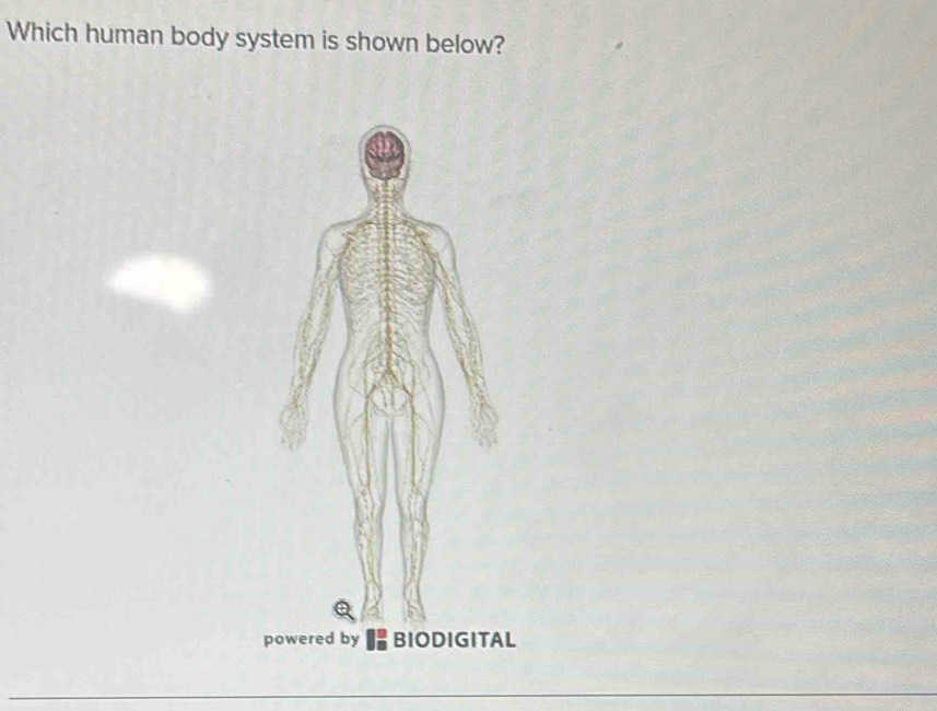 Which human body system is shown below?