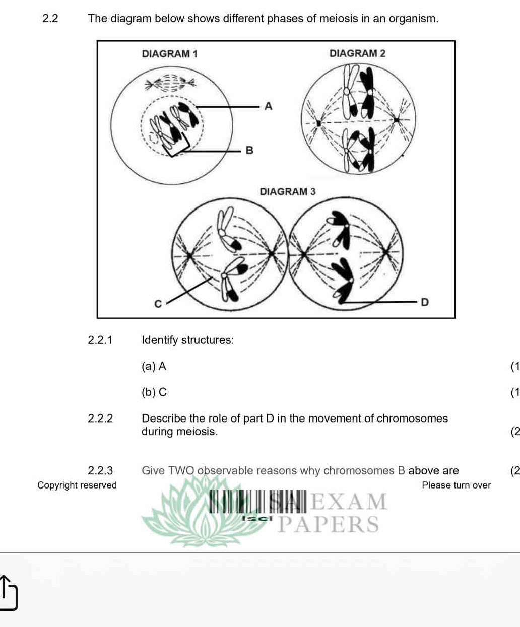 Solved: 2.2 The diagram below shows different phases of meiosis in an ...