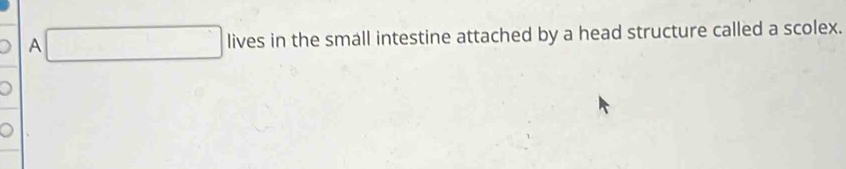 A^ lives in the small intestine attached by a head structure called a scolex.