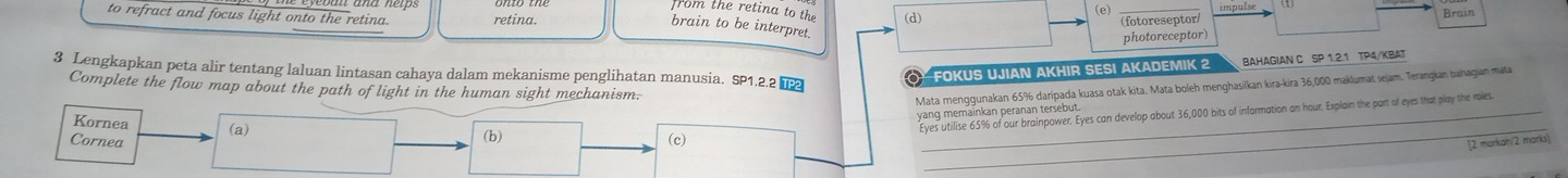 to refract and focus light onto the retina. retina. (d) (e) _impulse Brain
from the retina to the
(fotoreseptor
brain to be interpret.
photoreceptor)
3 Lengkapkan peta alir tentang laluan lintasan cahaya dalam mekanisme penglihatan manusia. SP1.2.2 [
FOKUS UJIAN AKHIR SESI AKADEMIK 2 BAHAGIAN C SP 1.2.1 TP4/KBAT
Complete the flow map about the path of light in the human sight mechanism.
Mata menggunakan 65% daripada kuasa otak kita. Mata boleh menghasilkan kira-kira 36,000 maklumat sejam. Terangian bahagian mała
_
yang memainkan peranan tersebut
Kornea (a)
Eyes utilise 65% of our brainpower. Eyes can develop about 36,000 bits of information an hour. Explain the part of eyes that play the ries
Cornea
(b) (c)
12 markah 2 marks)