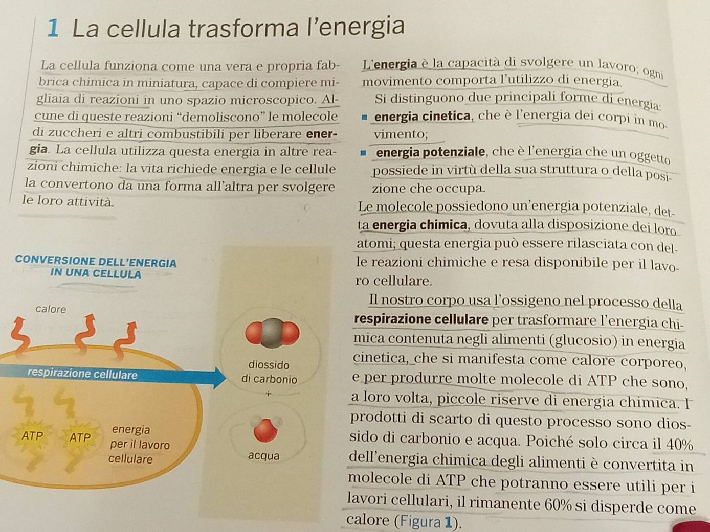 La cellula trasforma l’energia
La cellula funziona come una vera e propria fab-  L'energia è la capacità di svolgere un lavoro; ogni
brica chimica in miniatura, capace di compiere mi- movimento comporta l’utilizzo di energia.
gliaia di reazioni in uno spazio microscopico. Al- Si distinguono due principali forme di energia
cune di queste reazioni “demoliscono” le molecole energia cinetica, che è l'energia dei corpi in mo
di zuccheri e altri combustibili per liberare ener- vimento;
gia. La cellula utilizza questa energia in altre rea- energia potenziale, che è l'energia che un oggetto
zioni chimiche: la vita richiede energia e le cellule possiede in virtù della sua struttura o della posi
la convertono da una forma all’altra per svolgere zione che occupa.
le loro attività. Le molecole possiedono un’energia potenziale, det-
ta energia chimica, dovuta alla disposizione dei loro
omi; questa energia può essere rilasciata con del
reazioni chimiche e resa disponibile per il lavo-
cellulare.
Il nostro corpo usa l’ossigeno nel processo della
spirazione cellulare per trasformare l’energia chi-
ca contenuta negli alimenti (glucosio) in energia
netica, che si manifesta come calore corporeo,
er produrre molte molecole di ATP che sono,
oro volta, piccole riserve di energia chimica. I
odotti di scarto di questo processo sono dios-
do di carbonio e acqua. Poiché solo circa il 40%
l'energia chimica degli alimenti è convertita in
lecole di ATP che potranno essere utili per i
ori cellulari, il rimanente 60% si disperde come
calore (Figura 1).