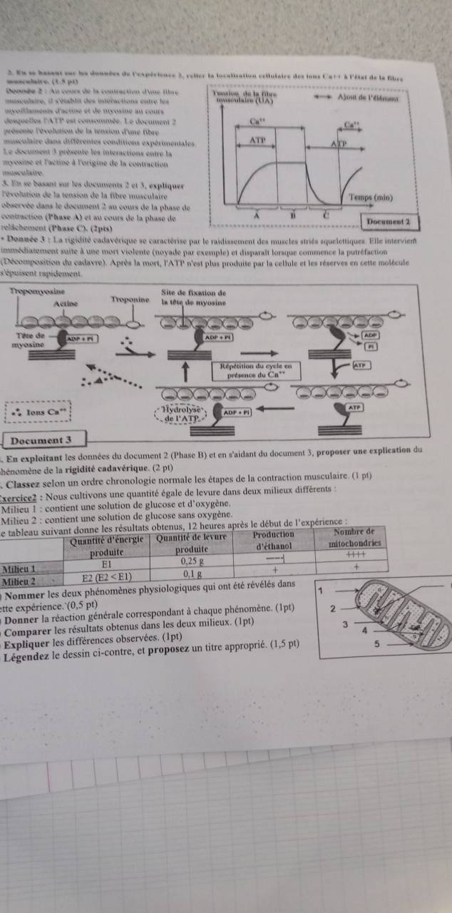 En se basent sur les données de l'expérisnce 3, relier la localisation cellulaire des ions Ca++ à l'état de la fibre
musculaire. (1.5 p0
Danée 2 : Au cours de la couttraction d'une fbre 
co lre  e   do labli  d e inéraction  en t   e  
myoiflaments d'actine et de myosine au cours
desguelles lATP est consommée. Le document 2
présente l'évolution de la tension d'une fibre
musculaire dans différentes conditions expérimentale
Le document 3 présente les intéractions entre la
myosine et l'actine à l'origine de la contraction
musculaire
3. En se basant sur les documents 2 et 3, expliquer
l'évolution de la tension de la fibre musculaire
observée dans le document 2 au cours de la phase de
contraction (Phase A) et au cours de la phase de
relächement (Phase C). (2pts)
* Donnée 3 : La rigidité cadavérique se caractérise par le raidissement des muscles striés squelettiques. Elle intervient
immédiatement suite à une mort violente (noyade par exemple) et disparaît lorsque commence la putréfaction
(Décomposition du cadavre). Après la mort, l'ATP n'est plus produite par la cellule et les réserves en cette molécule
s'épuisent rapidement.
En exploitant les données du document 2 (Phase B) et en s'aidant du document 3, proposer une explication du
ahénomène de la rigidité cadavérique. (2 pt)
Classez selon un ordre chronologie normale les étapes de la contraction musculaire (1pt)
Exercice2 : Nous cultivons une quantité égale de levure dans deux milieux différents :
Milieu 1 : contient une solution de glucose et d'oxygène.
Milieu 2 : contient une solution de glucose sans oxygène.
Lut de l'expérience :
* Nommer les deux phénomènes physiologiques qui
ette expérience. (0,5pt)
Donner la réaction générale correspondant à chaque phénomène. (Ipt)
Comparer les résultats obtenus dans les deux milieux. (1pt)
Expliquer les différences observées. (1pt)
Légendez le dessin ci-contre, et proposez un titre approprié. (1,5pt)