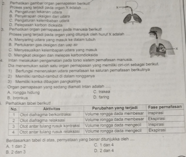 Perhatikan gambar organ perapasan berikut!
Proses yang terjadi pada organ X adalah ....
x
A. Pengaturan tekanan udara
B. Penyerapan oksigen dari udara
C. Pengaturan kelembaban udara
D. Pelepasan karbon dioksida
3. Perhatikan organ perapasan pada manusia berikut!
Proses yang terjadi pada organ yang ditunjuk oleh huruf X adalah ....
A. Menyaring udara yang masuk ke dalam tubuh
B. Pertukaran gas.oksigen dan uap air
C. Menyesuaikan kelembapan udara yang masuk
- x
D. Mengikat oksigen dan melepas karbondioksida
4. Intan melakukan pengamatan pada torso sistem perafasan manusia.
Dia menemukan salah satu organ perapasan yang memiliki ciri-ciri sebagai berikut.
1) Berfungsi meneruskan udara perafasan ke saluran perafasan berikutnya
2) Memiliki rambut-rambut di dalam rongganya
3) Memiliki konka dibagian pangkalnya
Organ pernapasan yang sedang diamati Intan adalah ,、
A. rongga hiðung C. trakea
B. bronkus D. faring
5.
Berdasarkan tabel di atas, pernyataan yang benar ditunjukka oleh ....
A. 1 dan 2 C. 1 dan 4
B. 2 dan 3 D. 2 dan 4