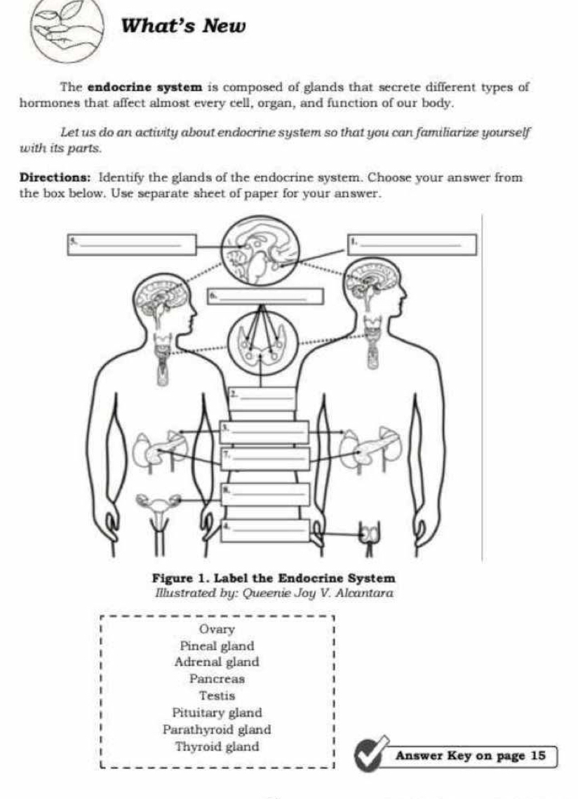 What’s New
The endocrine system is composed of glands that secrete different types of
hormones that affect almost every cell, organ, and function of our body.
Let us do an activity about endocrine system so that you can familiarize yourself
with its parts.
Directions: Identify the glands of the endocrine system. Choose your answer from
the box below. Use separate sheet of paper for your answer.
Figure 1. Label the Endocrine System
Illustrated by: Queenie Joy V. Alcantara
Ovary
Pineal gland
Adrenal gland
Pancreas
Testis
Pituitary gland
Parathyroid gland
Thyroid gland
Answer Key on page 15