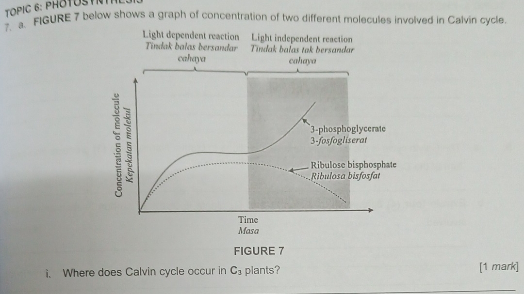 TOPIC 6: PHOTOST
7、 a. FIGURE 7 below shows a graph of concentration of two different molecules involved in Calvin cycle.
Light dependent reaction Light independent reaction
Tindak balas bersandar Tindak balas tak bersandar
cahaya cahaya
3-phosphoglycerate
3-fosfogliserat
Ribulose bisphosphate
Ribulosa bisfosfat
Time
Masa
FIGURE 7
i. Where does Calvin cycle occur in C_3 plants? [1 mark]