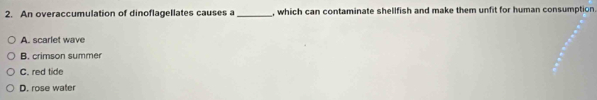 An overaccumulation of dinoflagellates causes a_ , which can contaminate shellfish and make them unfit for human consumption
A. scarlet wave
B. crimson summer
C. red tide
D. rose water