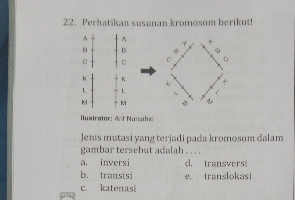 Perhatikan susunan kromosom berikut!
A
A
B
B
C
C
K
K
L
L
M
M
Ilustrator: Arif Nursahid
Jenis mutasi yang terjadi pada kromosom dalam
gambar tersebut adalah . . . .
a. inversi d. transversi
b. transisi e. translokasi
c. katenasi
Hots