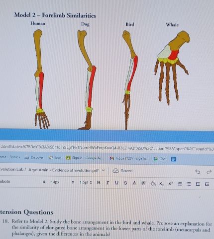 Model 2 - Forelimb Similarities 
Human Dog Bird Whale 
r.htmlstate=%7B"ids"%3A%58"1dinGLgYRkTNomHWuEmpKuaQ4-834Z_wQ"%5D%2C"action"%3A"open"%2C"user1d"%3 
ome- Robláx Discover h(t)!= icán E Sign in - Google A_. lnbox127 - arysia . Chat 
Evolution Lab /Arya Amin - Evidence of Evollution.pdf Saved 
obota 14px 1.5pt ; B I U A A x_1 x²
tension Questions 
18. Refer to Model 2. Study the bone arrangement in the bird and whale. Propose an explanation for 
the similarity of elongated bone arrangement in the lower parts of the forelimb (metacarpals and 
phalanges), given the differences in the animals?