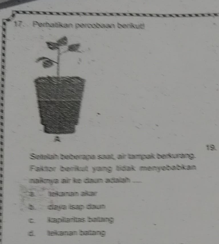 Perhatikan percobaan berikut!
19.
Setelah beberapa saat, air tampak berkurang.
Faktor berikut yang tidak menyebabkan
nakya air ke daun adalah_
a tekanan akar
bdaya isap daun
c. Kapilarîtas betang
d. tekanan batang