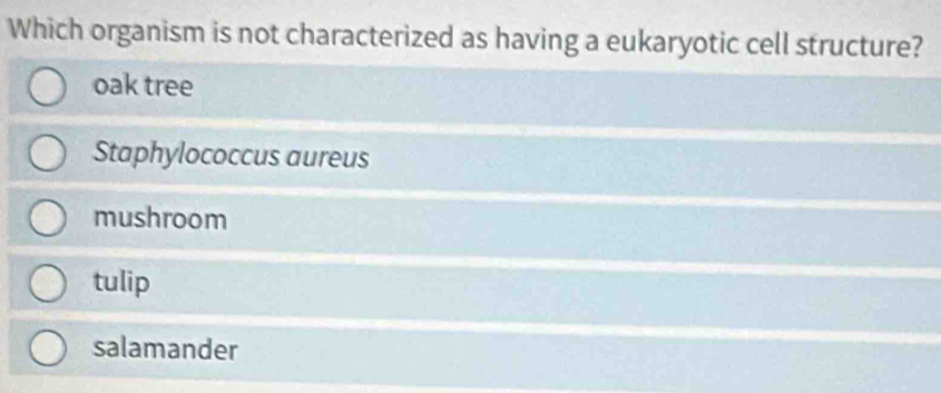 Which organism is not characterized as having a eukaryotic cell structure?
oak tree
Staphylococcus aureus
mushroom
tulip
salamander