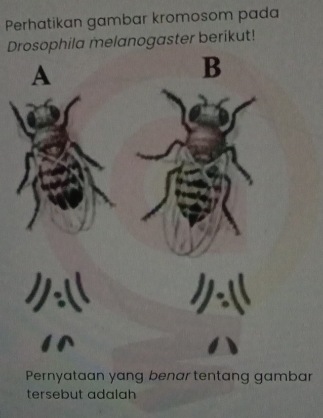 Perhatikan gambar kromosom pada 
Drosophila melanogaster berikut! 
A 
B 
Pernyataan yang benartentang gambar 
tersebut adalah