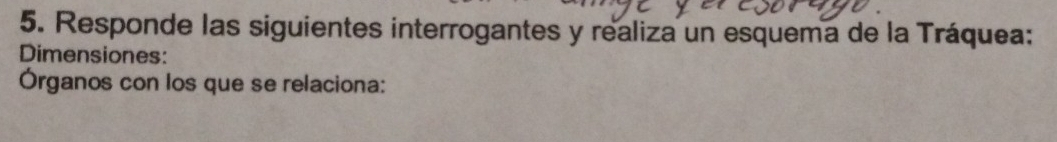 Responde las siguientes interrogantes y realiza un esquema de la Tráquea: 
Dimensiones: 
Órganos con los que se relaciona: