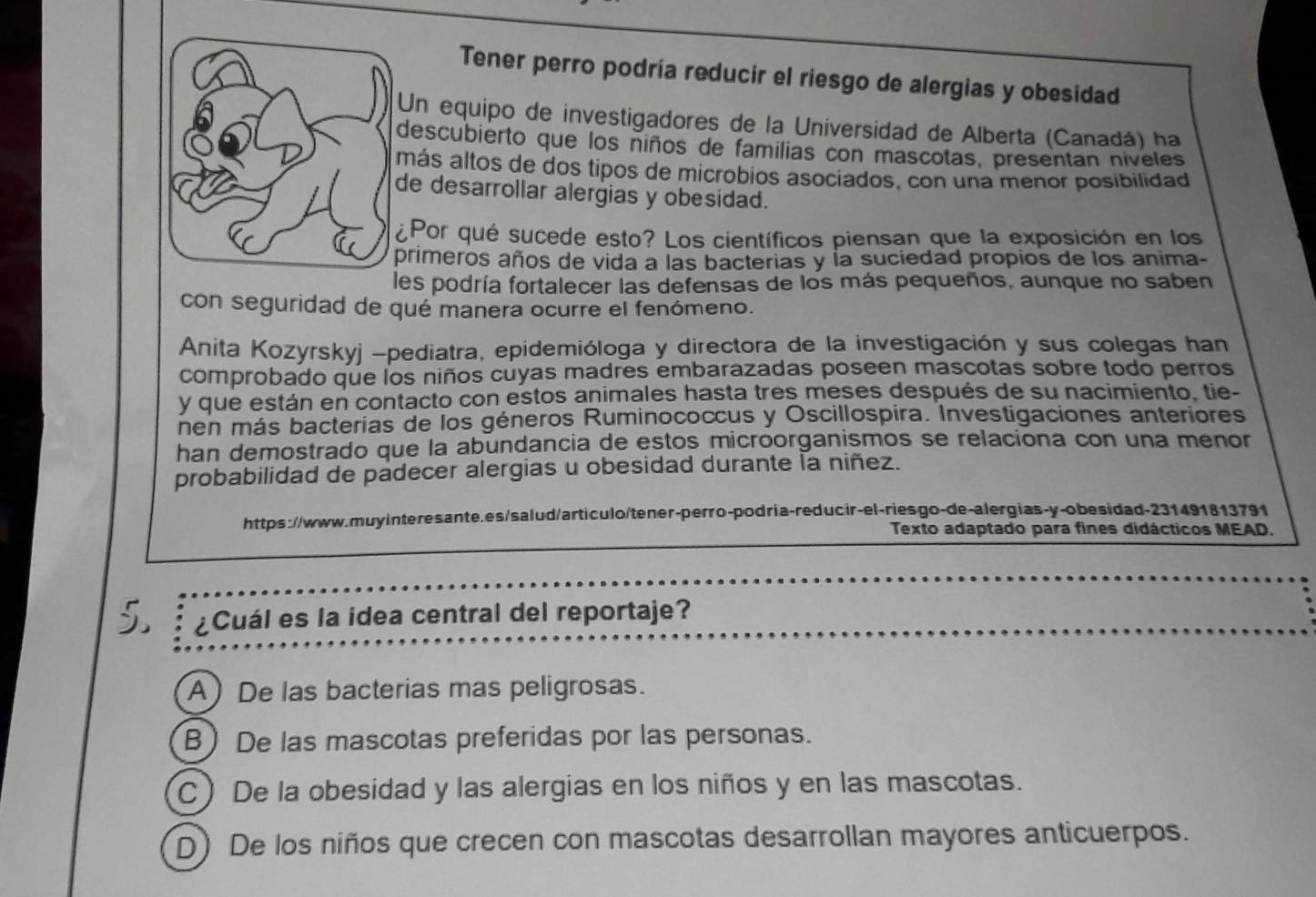 Tener perro podría reducir el riesgo de alergias y obesidad
Un equipo de investigadores de la Universidad de Alberta (Canadá) ha
descubierto que los ñiños de familias con mascotas, presentan niveles
más altos de dos tipos de microbios asociados, con una menor posibilidad
e desarrollar alergias y obesidad.
Por qué sucede esto? Los científicos piensan que la exposición en los
rimeros años de vida a las bacterias y la suciedad propios de los anima-
les podría fortalecer las defensas de los más pequeños, aunque no saben
con seguridad de qué manera ocurre el fenómeno.
Anita Kozyrskyj -pediatra, epidemióloga y directora de la investigación y sus colegas han
comprobado que los niños cuyas madres embarazadas poseen mascotas sobre todo perros
y que están en contacto con estos animales hasta tres meses después de su nacimiento, tie-
nen más bacterias de los géneros Ruminococcus y Oscillospira. Investigaciones anteriores
han demostrado que la abundancia de estos microorganismos se relaciona con una menor
probabilidad de padecer alergias u obesidad durante la niñez.
https://www.muyinteresante.es/salud/articulo/tener-perro-podria-reducir-el-riesgo-de-alergias-y-obesidad-231491813791
Texto adaptado para fines didácticos MEAD.
5 ¿Cuál es la idea central del reportaje?
A De las bacterias mas peligrosas.
B De las mascotas preferidas por las personas.
C) De la obesidad y las alergias en los niños y en las mascotas.
D) De los niños que crecen con mascotas desarrollan mayores anticuerpos.