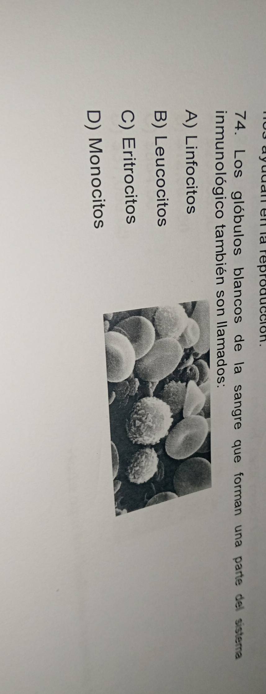 yudan en la reproducción.
74. Los glóbulos blancos de la sangre que forman una parte del sistema
inmunológico también son llamados:
A) Linfocitos
B) Leucocitos
C) Eritrocitos
D) Monocitos