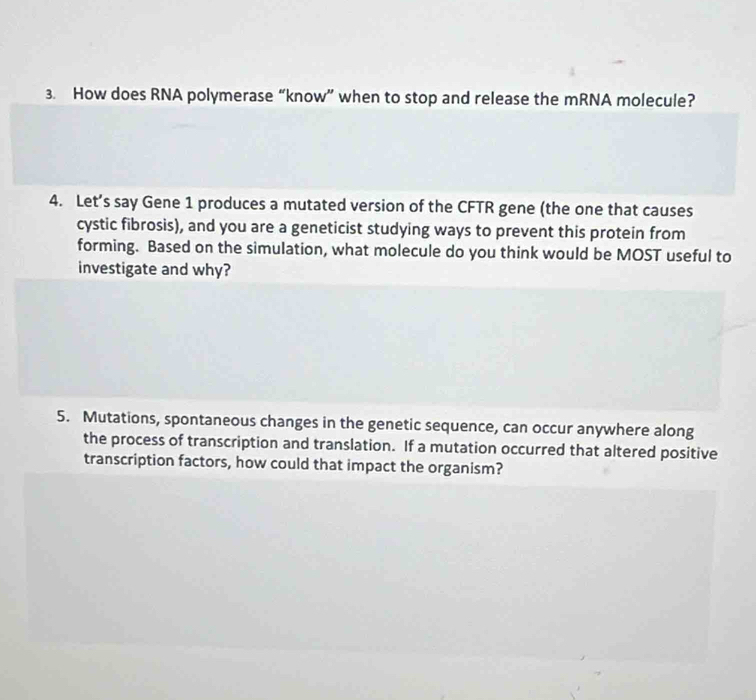 How does RNA polymerase “know” when to stop and release the mRNA molecule? 
4. Let’s say Gene 1 produces a mutated version of the CFTR gene (the one that causes 
cystic fibrosis), and you are a geneticist studying ways to prevent this protein from 
forming. Based on the simulation, what molecule do you think would be MOST useful to 
investigate and why? 
5. Mutations, spontaneous changes in the genetic sequence, can occur anywhere along 
the process of transcription and translation. If a mutation occurred that altered positive 
transcription factors, how could that impact the organism?