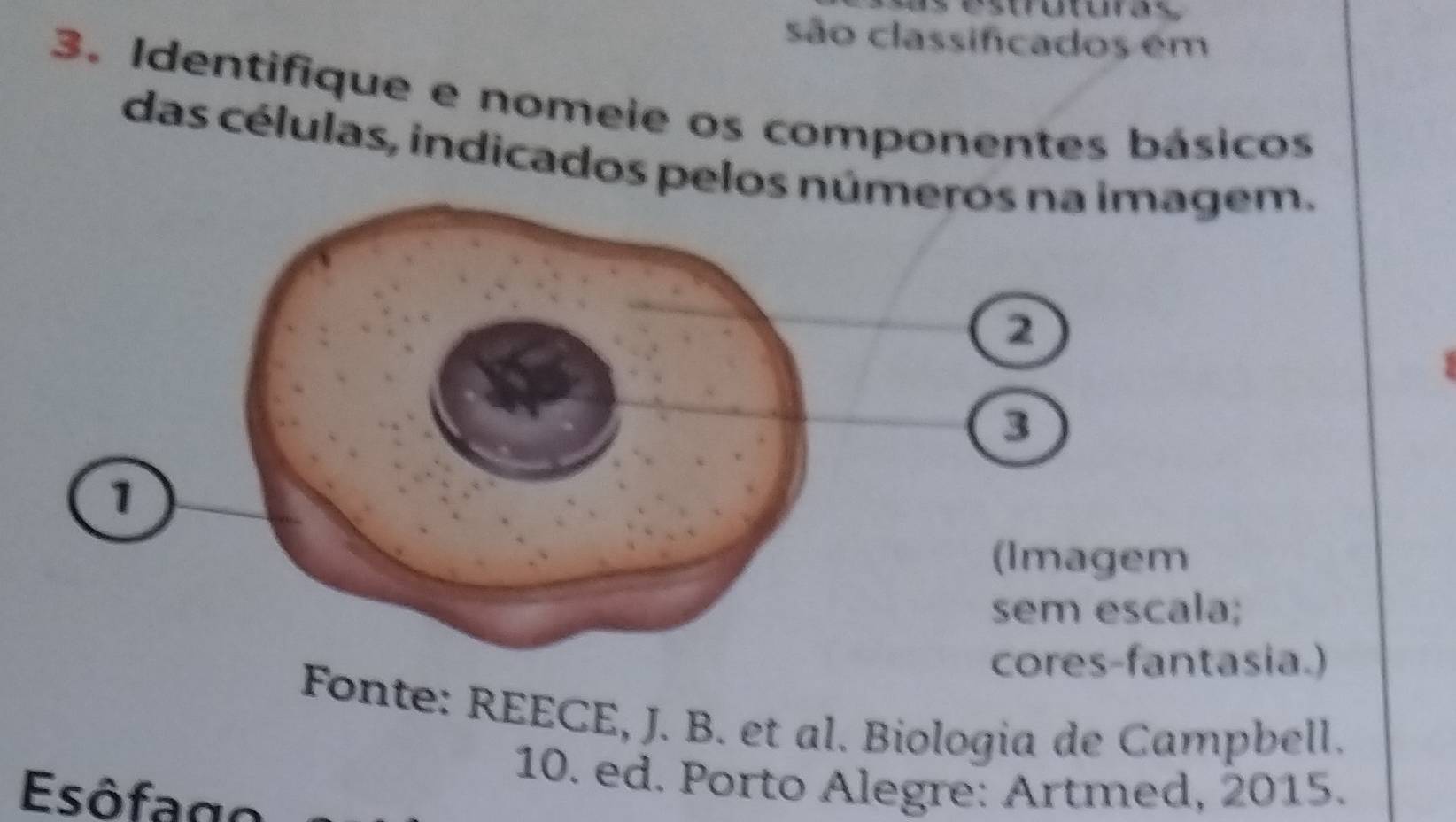 são classificados em 
3. Identifique e nomeie os componentes básicos 
das células, indicados pelos meros na imagem. 
2 
3 
(Imagem 
sem escala; 
cores-fantasia.) 
Fonte: REECE, J. B. et al. Biologia de Campbell. 
10. ed. Porto Alegre: Artmed, 2015. 
Esôfago