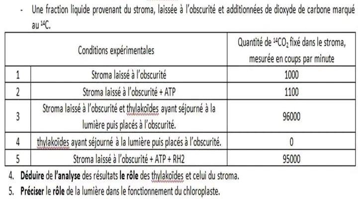 Une fraction liquide provenant du stroma, laissée à l'obscurité et additionnées de dioxyde de carbone marqué
4. Déduire de l'analyse des résultats le rôle des thylakoïdes et celui du stroma.
5. Préciser le rôle de la lumière dans le fonctionnement du chloroplaste.