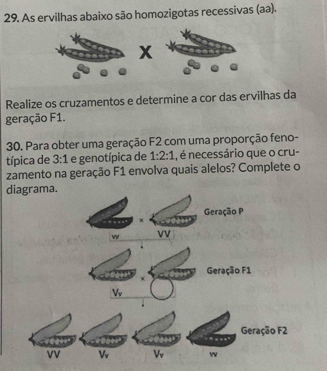 As ervilhas abaixo são homozigotas recessivas (aa).
X
Realize os cruzamentos e determine a cor das ervilhas da
geração F1.
30. Para obter uma geração F2 com uma proporção feno-
típica de 3:1 e genotípica de 1:2:1 , é necessário que o cru-
zamento na geração F1 envolva quais alelos? Complete o
d