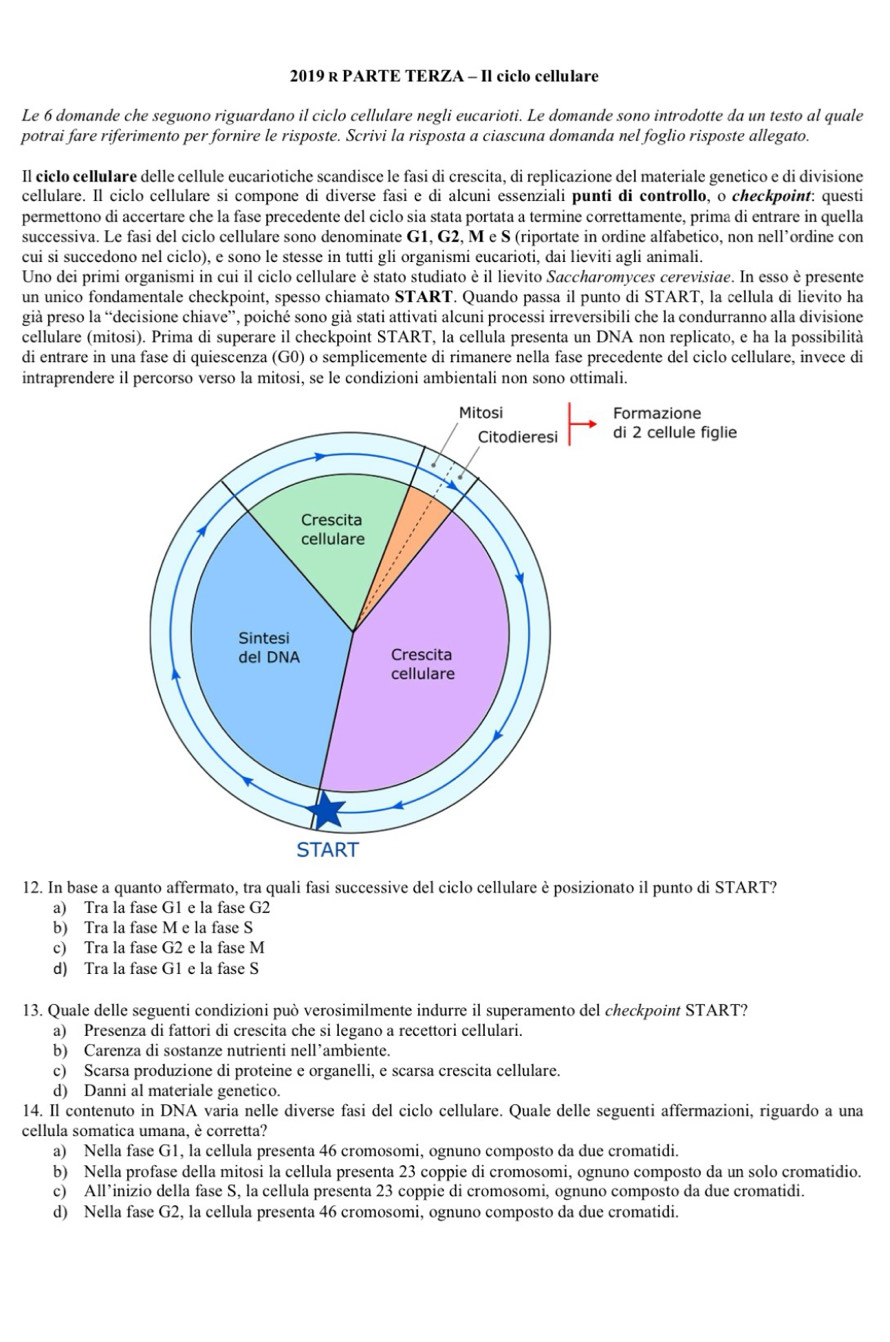 2019 R PARTE TERZA - Il ciclo cellulare
Le 6 domande che seguono riguardano il ciclo cellulare negli eucarioti. Le domande sono introdotte da un testo al quale
potrai fare riferimento per fornire le risposte. Scrivi la risposta a ciascuna domanda nel foglio risposte allegato.
Il ciclo cellulare delle cellule eucariotiche scandisce le fasi di crescita, di replicazione del materiale genetico e di divisione
cellulare. Il ciclo cellulare si compone di diverse fasi e di alcuni essenziali punti di controllo, o checkpoint: questi
permettono di accertare che la fase precedente del ciclo sia stata portata a termine correttamente, prima di entrare in quella
successiva. Le fasi del ciclo cellulare sono denominate G1, G2, M e S (riportate in ordine alfabetico, non nell’ordine con
cui si succedono nel ciclo), e sono le stesse in tutti gli organismi eucarioti, dai lieviti agli animali.
Uno dei primi organismi in cui il ciclo cellulare è stato studiato è il lievito Saccharomyces cerevisiae. In esso è presente
un unico fondamentale checkpoint, spesso chiamato START. Quando passa il punto di START, la cellula di lievito ha
già preso la “decisione chiave”, poiché sono già stati attivati alcuni processi irreversibili che la condurranno alla divisione
cellulare (mitosi). Prima di superare il checkpoint START, la cellula presenta un DNA non replicato, e ha la possibilità
di entrare in una fase di quiescenza (G0) o semplicemente di rimanere nella fase precedente del ciclo cellulare, invece di
intraprendere il percorso verso la mitosi, se le condizioni ambientali non sono ottimali.
12. In base a quanto affermato, tra quali fasi successive del ciclo cellulare è posizionato il punto di START?
a) Tra la fase G1 e la fase G2
b) Tra la fase M e la fase S
c) Tra la fase G2 e la fase M
d) Tra la fase G1 e la fase S
13. Quale delle seguenti condizioni può verosimilmente indurre il superamento del checkpoint START?
a) Presenza di fattori di crescita che si legano a recettori cellulari.
b) Carenza di sostanze nutrienti nell’ambiente.
c) Scarsa produzione di proteine e organelli, e scarsa crescita cellulare.
d) Danni al materiale genetico.
14. Il contenuto in DNA varia nelle diverse fasi del ciclo cellulare. Quale delle seguenti affermazioni, riguardo a una
cellula somatica umana, è corretta?
a) Nella fase G1, la cellula presenta 46 cromosomi, ognuno composto da due cromatidi.
b) Nella profase della mitosi la cellula presenta 23 coppie di cromosomi, ognuno composto da un solo cromatidio.
c) All’inizio della fase S, la cellula presenta 23 coppie di cromosomi, ognuno composto da due cromatidi.
d) Nella fase G2, la cellula presenta 46 cromosomi, ognuno composto da due cromatidi.