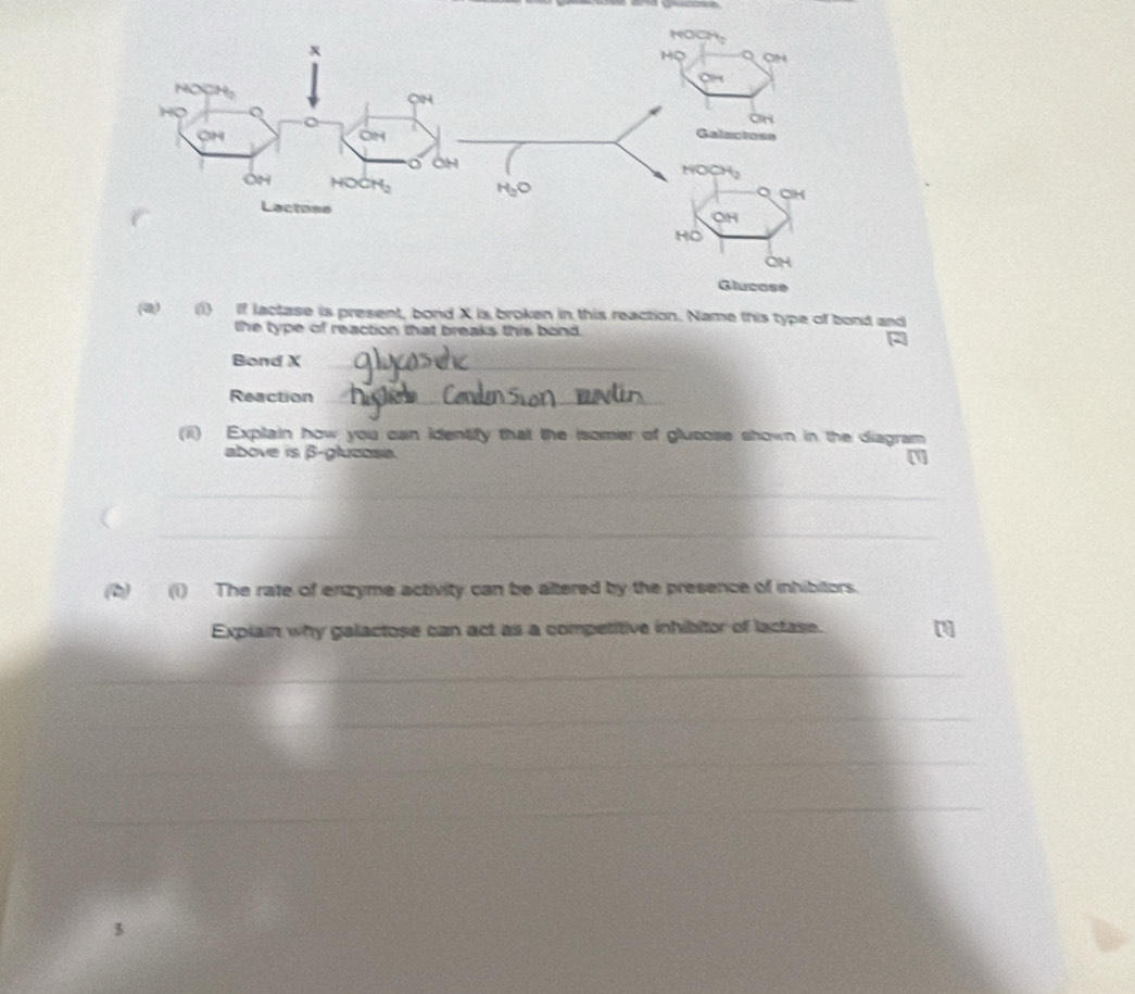 if lactase is present, bond X is broken in this reaction. Name this type of bond and
the type of reaction that breaks this bond.
Bond X_
Reaction_
(ii) Explain how you can identity that the isomer of glucose shown in the diagram
above is β-glucosa. a
_
_
(b)(i) The rate of enzyme activity can be altered by the presence of inhibitors.
Explain why galactose can act as a competitive inhibitor of lactase.
_
_
_
_
_
_