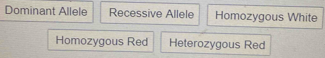 Dominant Allele Recessive Allele Homozygous White
Homozygous Red Heterozygous Red