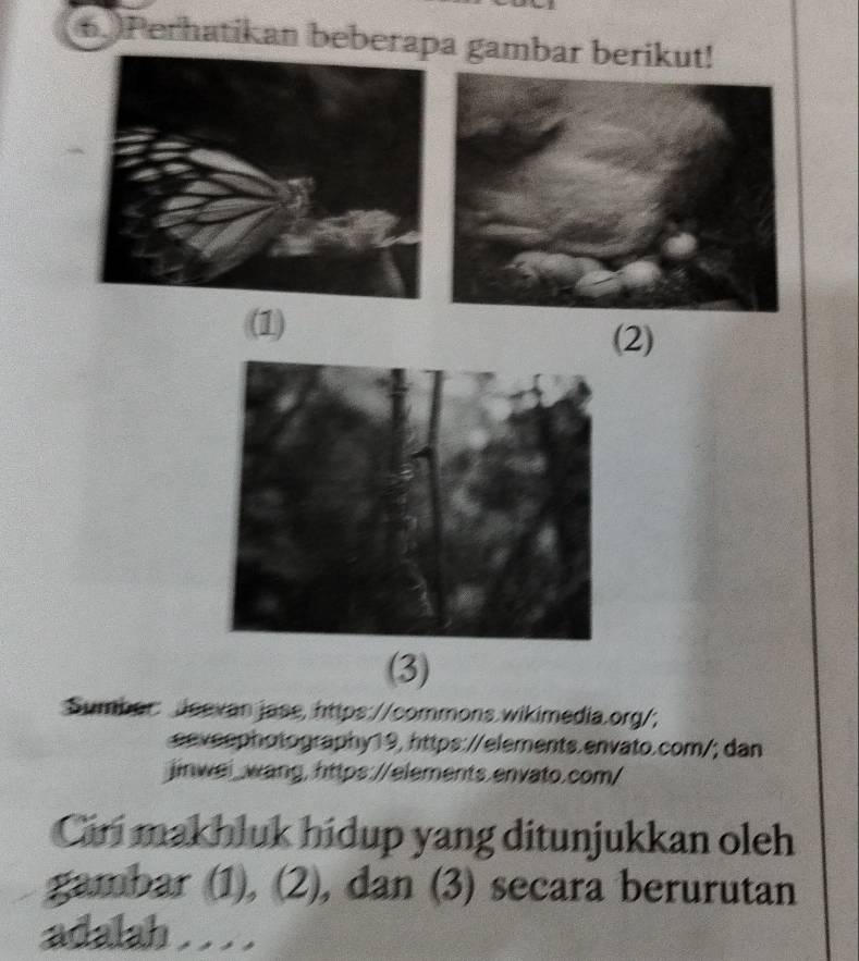 )Perhatikan beberapa gambar berikut! 
(1) 
(2) 
(3) 
Sumber: Jeevan jase, https://commons.wikimedia.org/; 
eeveephotography19, https://elements.envato.com/; dan 
jinwei_wang, https://elements.envato.com/ 
Cirí makhluk hidup yang ditunjukkan oleh 
gambar (1), (2), dan (3) secara berurutan 
adalah . . . .