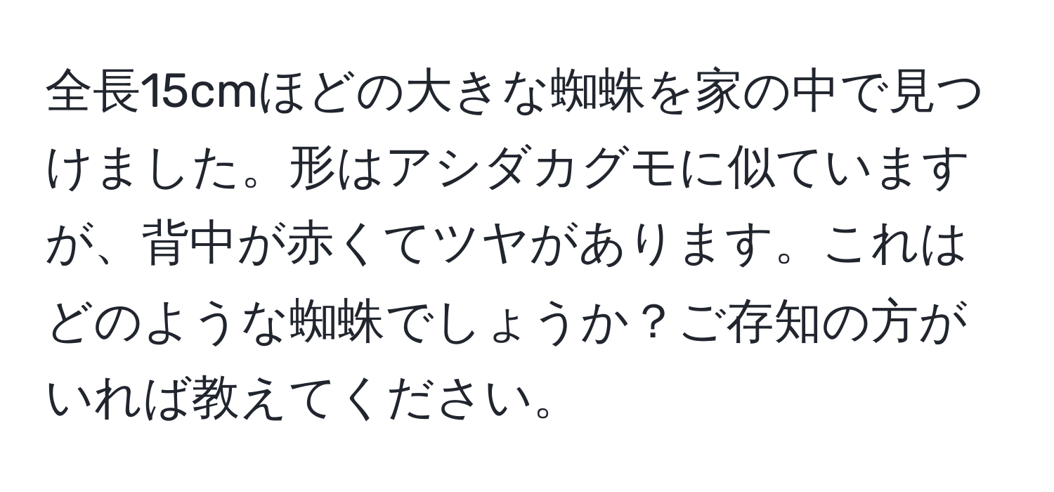 全長15cmほどの大きな蜘蛛を家の中で見つけました。形はアシダカグモに似ていますが、背中が赤くてツヤがあります。これはどのような蜘蛛でしょうか？ご存知の方がいれば教えてください。