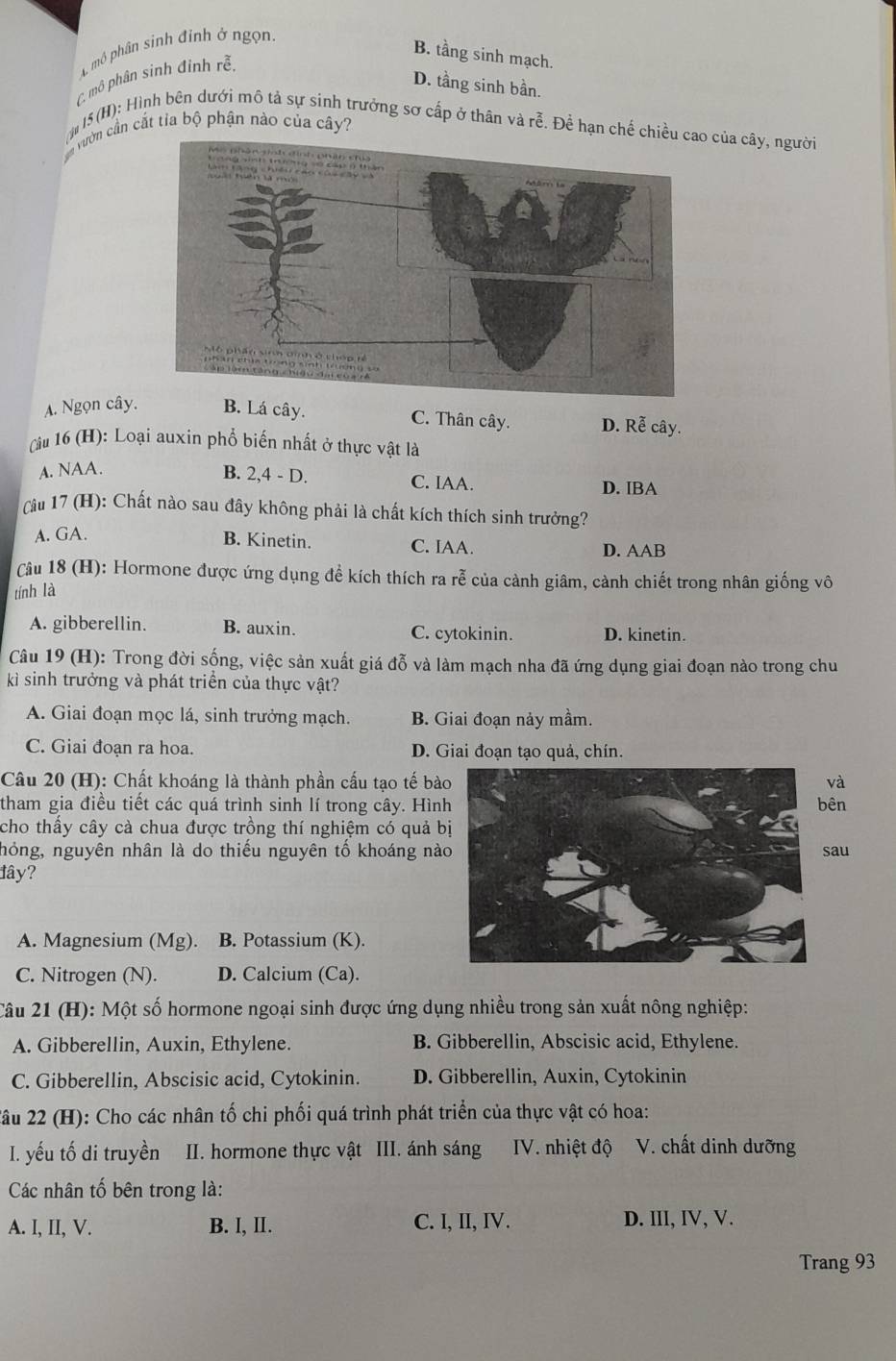 mô phân sinh đỉnh ở ngọn,
B. tầng sinh mạch.
mô phân sinh đỉnh rễ,
D. tầng sinh bần.
* 15 (H): Hình bên dưới mô tả sự sinh trưởng sơ cấp ở thân và rễ. Để hạn chế chi của cây, người
n vườn cần cắt tỉa bộ phận nào của cây?
A. Ngọn cây. B. Lá cây. C. Thân cây. D. Rễ cây.
Cu 16 (H): Loại auxin phổ biến nhất ở thực vật là
A. NAA.
B. 2,4 - D. C. IAA. D. IBA
Câu 17 (H): Chất nào sau đây không phải là chất kích thích sinh trưởng?
A. GA.
B. Kinetin. C. IAA. D. AAB
Câu 18 (H): Hormone được ứng dụng đề kích thích ra rễ của cành giâm, cảnh chiết trong nhân giống vô
tính là
A. gibberellin. B. auxin. C. cytokinin. D. kinetin.
Câu 19 (H): Trong đời sống, việc sản xuất giá đỗ và làm mạch nha đã ứng dụng giai đoạn nào trong chu
kì sinh trưởng và phát triển của thực vật?
A. Giai đoạn mọc lá, sinh trưởng mạch. B. Giai đoạn nảy mầm.
C. Giai đoạn ra hoa. D. Giai đoạn tạo quả, chín.
Câu 20 (H): Chất khoáng là thành phần cấu tạo tế bàvà
tham gia điều tiết các quá trình sinh lí trong cây. Hìnên
cho thấy cây cà chua được trồng thí nghiệm có quả b
hỏng, nguyên nhân là do thiếu nguyên tố khoáng nàau
lây?
A. Magnesium (Mg). B. Potassium (K).
C. Nitrogen (N). D. Calcium (Ca).
Câu 21 (H): Một số hormone ngoại sinh được ứng dụng nhiều trong sản xuất nông nghiệp:
A. Gibberellin, Auxin, Ethylene. B. Gibberellin, Abscisic acid, Ethylene.
C. Gibberellin, Abscisic acid, Cytokinin. D. Gibberellin, Auxin, Cytokinin
2âu 22 (H): Cho các nhân tố chi phối quá trình phát triển của thực vật có hoa:
I. yếu tố di truyền II. hormone thực vật III. ánh sáng  IV. nhiệt độ V. chất dinh dưỡng
Các nhân tố bên trong là:
A. I, II, V. B. I, Ⅱ. C. I, II, IV. D. III, IV, V.
Trang 93