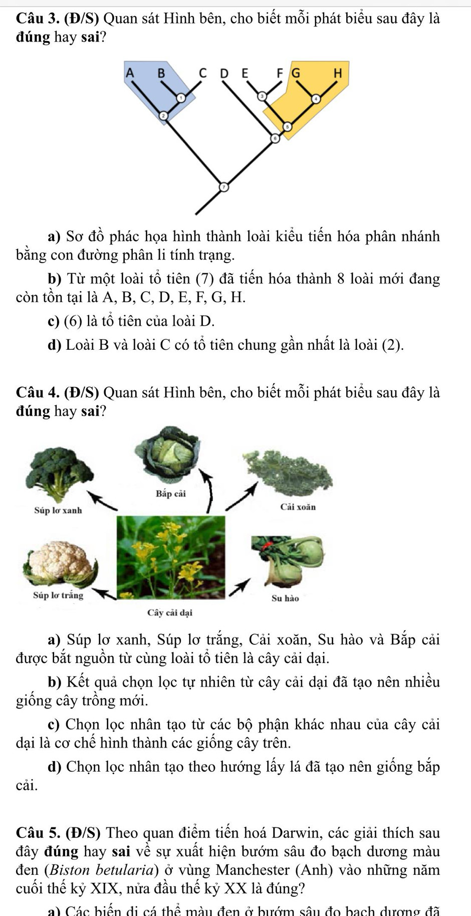 (Đ/S) Quan sát Hình bên, cho biết mỗi phát biểu sau đây là
dúng hay sai?
a) Sơ đồ phác họa hình thành loài kiểu tiến hóa phân nhánh
bằng con đường phân li tính trạng.
b) Từ một loài tổ tiên (7) đã tiến hóa thành 8 loài mới đang
còn tồn tại là A, B, C, D, E, F, G, H.
c) (6) là tổ tiên của loài D.
d) Loài B và loài C có tổ tiên chung gần nhất là loài (2).
Câu 4. (Đ/S) Quan sát Hình bên, cho biết mỗi phát biểu sau đây là
đúng hay sai?
a) Súp lơ xanh, Súp lơ trắng, Cải xoăn, Su hào và Bắp cải
được bắt nguồn từ cùng loài tổ tiên là cây cải dại.
b) Kết quả chọn lọc tự nhiên từ cây cải dại đã tạo nên nhiều
giống cây trồng mới.
c) Chọn lọc nhân tạo từ các bộ phận khác nhau của cây cải
dại là cơ chế hình thành các giống cây trên.
d) Chọn lọc nhân tạo theo hướng lấy lá đã tạo nên giống bắp
cải.
Câu 5. (Đ/S) Theo quan điểm tiến hoá Darwin, các giải thích sau
đây đúng hay sai về sự xuất hiện bướm sâu đo bạch dương màu
đen (Biston betularia) ở vùng Manchester (Anh) vào những năm
cuối thế kỷ XIX, nửa đầu thế kỷ XX là đúng?
a) Các biến di cá thể màu đen ở bướm sâu đo bach dượng đã