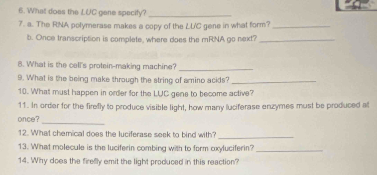 What does the LUC gene specify?_ 
7. a. The RNA polymerase makes a copy of the LUC gene in what form?_ 
b. Once transcription is complete, where does the mRNA go next?_ 
8. What is the cell's protein-making machine?_ 
9. What is the being make through the string of amino acids?_ 
10. What must happen in order for the LUC gene to become active? 
11. In order for the firefly to produce visible light, how many luciferase enzymes must be produced at 
once? 
_ 
12. What chemical does the luciferase seek to bind with?_ 
13. What molecule is the luciferin combing with to form oxyluciferin?_ 
14. Why does the firefly emit the light produced in this reaction?