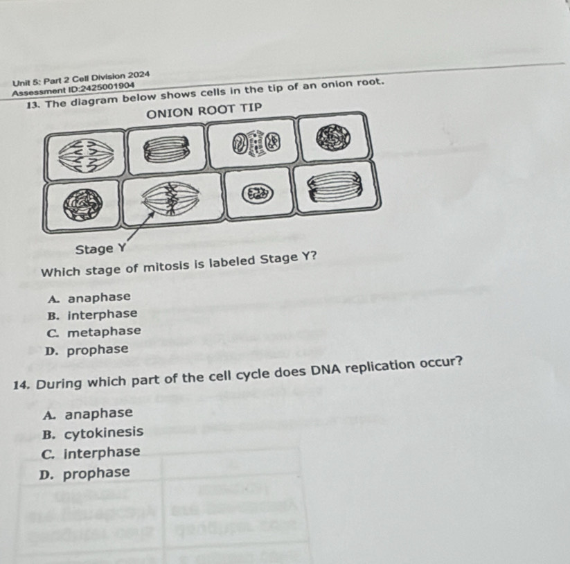 Cell Division 2024
Assessment ID:2425001904
13. The diagram below shows cells in the tip of an onion root.
Which stage of mitosis is labeled Stage
A. anaphase
B. interphase
C. metaphase
D. prophase
14. During which part of the cell cycle does DNA replication occur?
A. anaphase
B. cytokinesis
C. interphase
D. prophase