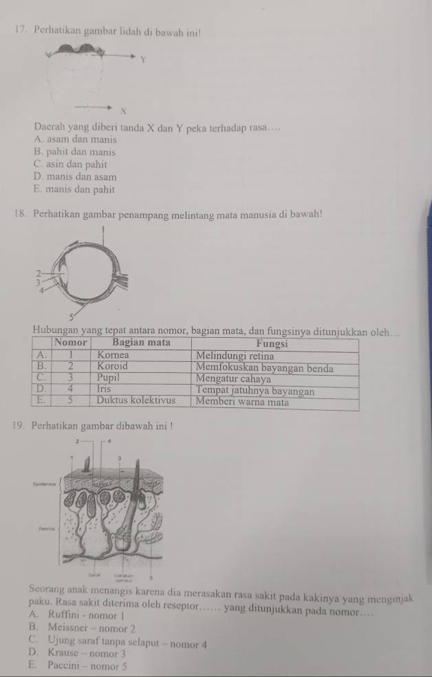 Perhatikan gambar lidah di bawah ini!
Y
X
Daerah yang diberi tanda X dan Y peka terhadap rasa…..
A. asam dan manis
B. pahit dan manis
C. asin dan pahit
D. manis dan asam
E. manis dan pahit
18. Perhatikan gambar penampang melintang mata manusia di bawah!
;
5...
19. Perhatikan gambar dibawah ini !
Seorang anak menangis karena dia merasakan rasa sakit pada kakinya yang menginjak
paku. Rasa sakit diterima olch reseptor…… yang ditunjukkan pada nomor…..
A. Ruffini - nomor 1
B. Meissner - nomor 2
C. Ujung saraf tanpa selaput - nomor 4
D. Krause - nomor 3
E. Paccini - nomor 5