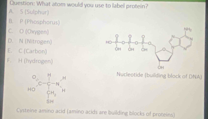 What atom would you use to label protein?
A. S (Sulphur)
B. P (Phosphorus)
C. O (Oxygen)
D. N (Nitrogen)
E. C (Carbon)
F. H (hydrogen)
beginarrayr O=frac _S^-_(i=1)^(_S)MH_H^(H +(_2)^(O-))
Nucleotide (building block of DNA)
Cysteine amino acid (amino acids are building blocks of proteins)