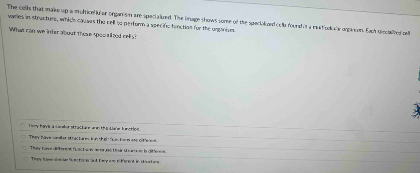 The cells that make up a multicellular organism are specialized. The image shows some of the specialized cells found in a multicellular organism. Each specialized cell
varies in structure, which causes the cell to perform a specific function for the organism.
What can we infer about these specialized cells?
They have a similar structure and the same function.
They have similar structures but their functions are different.
They have different functions because their structure is different.
They have similar functions but they are different in structure.