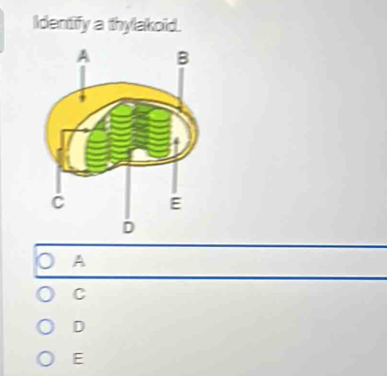 Identify a thylakoid.
A
C
D
E