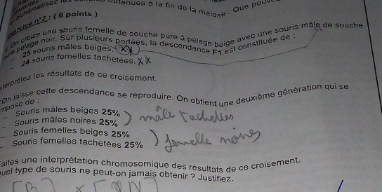 Srentes 
Schématisez Obtenues à la fin de la méiose 
. Que pouv 
percice n°2 : ( 6 points ) 
« On croise une souris femelle de souche pure à pelage beige avec une souris mâle de souche 
ure pelage noir. Sur plusieurs portées, la descendance F1 est constituée de :
25 souris mâles beiges
24 souris femelles tachetées 
térprétez les résultats de ce croisement. 
e On laisse cette descendance se reproduire. On obtient une deuxième génération qui se 
Souris mâles beiges 25%
Souris mâles noires 25%
Souris femelles beiges 25%
Souris femelles tachetées 25%
Faites une interprétation chromosomique des résultats de ce croisement. 
quel type de souris ne peut-on jamais obtenir ? Justifiez.