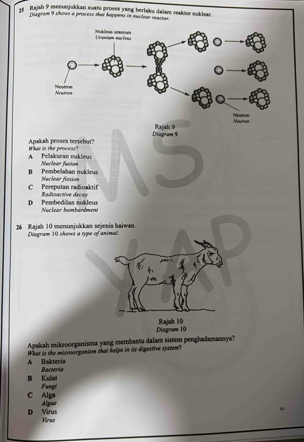 Rajah 9 menunjukkan suatu proses yang berlaku dalam reaktor nuklear.
Diagram 9 shows a process that happens in nuclear reactor.
Nukleus uranium
Uranium nucleus
Neutron
Neutron
Neutron
Neutron
Rajah 9
Diagram 9
Apakah proses tersebut?
What is the process?
A Pelakuran nukleus
Nuclear fusion
B Pembelahan nukleus
Nuclear fission
C Pereputan radioaktif
Radioactive decay
D Pembedilan nukleus
Nuclear bombardment
26 Rajah 10 menunjukkan sejenis haiwan.
Diagram 10 shows a type of animal.
Rajah 10
Diagram 10
Apakah mikroorganisma yang membantu dalam sistem penghadamannya?
What is the microorganism that helps in its digestive system?
A Bakteria
Bacteria
B Kulat
Fungi
C Alga
Algae
D Virus
44
Virus