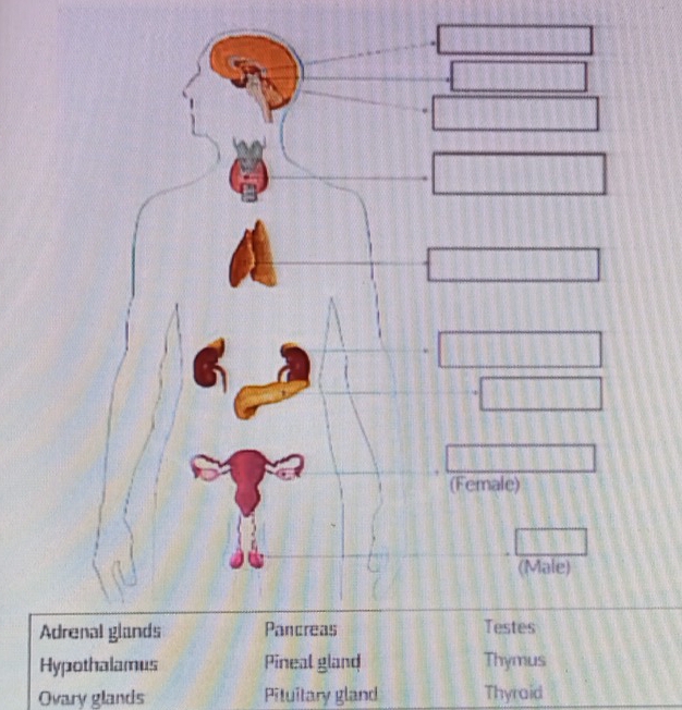 (Female)
(Male)
Adrenal glands Pancreas Testes
Hypothalamus Pineal gland Thymus
Ovary glands Pituitary gland Thyraid