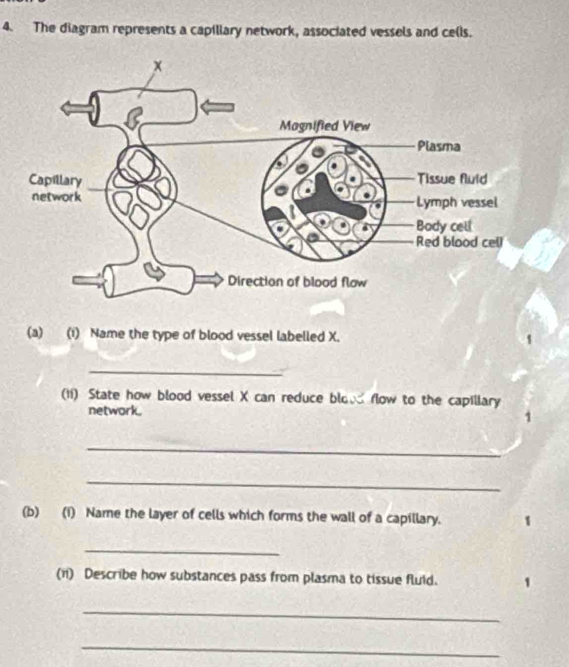 The diagram represents a capiliary network, associated vessels and cells. 
(a) (1) Name the type of blood vessel labelled X. 
_ 
(1i) State how blood vessel X can reduce blo flow to the capillary 
network. 
1 
_ 
_ 
(b) (1) Name the layer of cells which forms the wall of a capillary. 
_ 
(11) Describe how substances pass from plasma to tissue fluid. 
_ 
_