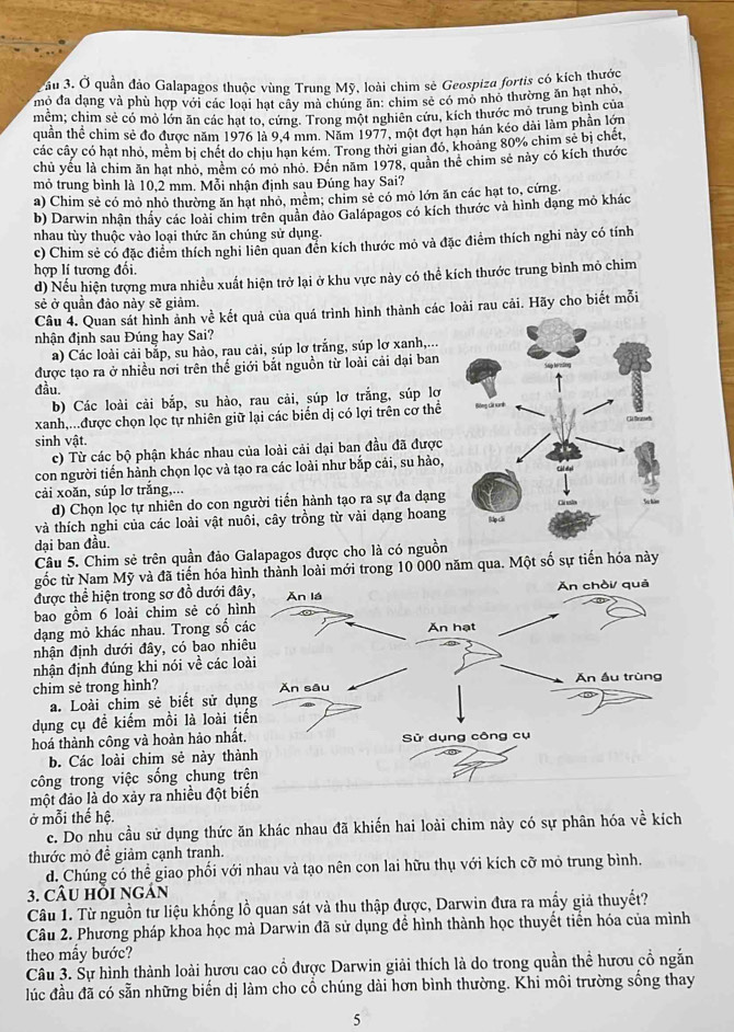 Sầu 3. Ở quần đảo Galapagos thuộc vùng Trung Mỹ, loài chim sè Geospiza fortis có kích thước
mỏ đa dạng và phù hợp với các loại hạt cây mà chúng ăn: chim sẻ có mô nhỏ thường ăn hạt nhỏ,
mềm; chim sẻ có mỏ lớn ăn các hạt to, cứng. Trong một nghiên cứu, kích thước mỏ trung bình của
quần thể chim sẻ đo được năm 1976 là 9.4 mm. Năm 1977, một đợt hạn hán kéo dài làm phần lớn
các cây có hạt nhỏ, mêm bị chết do chịu hạn kém. Trong thời gian đó, khoang 80% chim sẻ bị chét,
chủ yếu là chim ăn hạt nhỏ, mêm có mô nhỏ. Đến năm 1978, quản thể chim sẻ này có kích thước
mỏ trung bình là 10,2 mm. Mỗi nhận định sau Đúng hay Sai?
a) Chim sẻ có mỏ nhỏ thường ăn hạt nhỏ, mềm; chim sẻ có mỏ lớn ăn các hạt to, cứng.
b) Darwin nhận thầy các loài chim trên quân đảo Galápagos có kích thước và hình dạng mỏ khác
nhau tùy thuộc vào loại thức ăn chúng sử dụng.
c) Chim sẻ có đặc điểm thích nghi liên quan đền kích thước mỏ và đặc điểm thích nghi này có tính
hợp lí tương đối.
d) Nếu hiện tượng mưa nhiều xuất hiện trở lại ở khu vực này có thể kích thước trung bình mỏ chim
sẻ ở quần đảo này sẽ giảm.
Câu 4. Quan sát hình ảnh về kết quả của quá trình hình thành các loài rau cải. Hãy cho biết mỗi
nhận định sau Đúng hay Sai?
a) Các loài cải bắp, su hào, rau cải, súp lơ trắng, súp lơ xanh,...
được tạo ra ở nhiều nơi trên thế giới bắt nguồn từ loài cải dại ban
đầu.
b) Các loài cải bắp, su hào, rau cải, súp lơ trắng, súp lơ
xanh,...được chọn lọc tự nhiên giữ lại các biển dị có lợi trên cơ thể
sinh vật.
c) Từ các bộ phận khác nhau của loài cải dại ban đầu đã được
con người tiến hành chọn lọc và tạo ra các loài như bắp cải, su hào,
cải xoǎn, súp lơ trắng,...
d) Chọn lọc tự nhiên do con người tiến hành tạo ra sự đa dạng
và thích nghi của các loài vật nuôi, cây trồng từ vài dạng hoang
dại ban đầu.
Câu 5. Chim sẻ trên quần đảo Galapagos được cho là có nguồn
gốc từ Nam Mỹ và đã tiến hóa hình thành loài mới trong 10 000 năm qua. Một số sự tiến hóa này
được thể hiện trong sơ đồ dưới đâ
bao gồm 6 loài chim sẻ có hìn
dạng mỏ khác nhau. Trong số c
nhận định dưới đây, có bao nhi
nhận định đúng khi nói về các lo
chim sè trong hình? 
a. Loài chim sẻ biết sử dụ
dụng cụ đề kiếm mồi là loài ti
hoá thành công và hoàn hảo nhất
b. Các loài chim sẻ này thà
công trong việc sống chung tr
một đảo là do xảy ra nhiều đột biển
ở mỗi thế hệ.
c. Do nhu cầu sử dụng thức ăn khác nhau đã khiến hai loài chim này có sự phân hóa về kích
thước mỏ đề giảm cạnh tranh.
d. Chúng có thể giao phối với nhau và tạo nên con lai hữu thụ với kích cỡ mỏ trung bình.
3. CÂu hồi ngán
Câu 1. Từ nguồn tư liệu khống lồ quan sát và thu thập được, Darwin đưa ra mẫy giả thuyết?
Câu 2. Phương pháp khoa học mà Darwin đã sử dụng để hình thành học thuyết tiển hóa của mình
theo mẫy bước?
Câu 3. Sự hình thành loài hươu cao cổ được Darwin giải thích là do trong quần thể hươu cổ ngắn
lúc đầu đã có sẵn những biến dị làm cho cổ chúng dài hơn bình thường. Khi môi trường sống thay
5