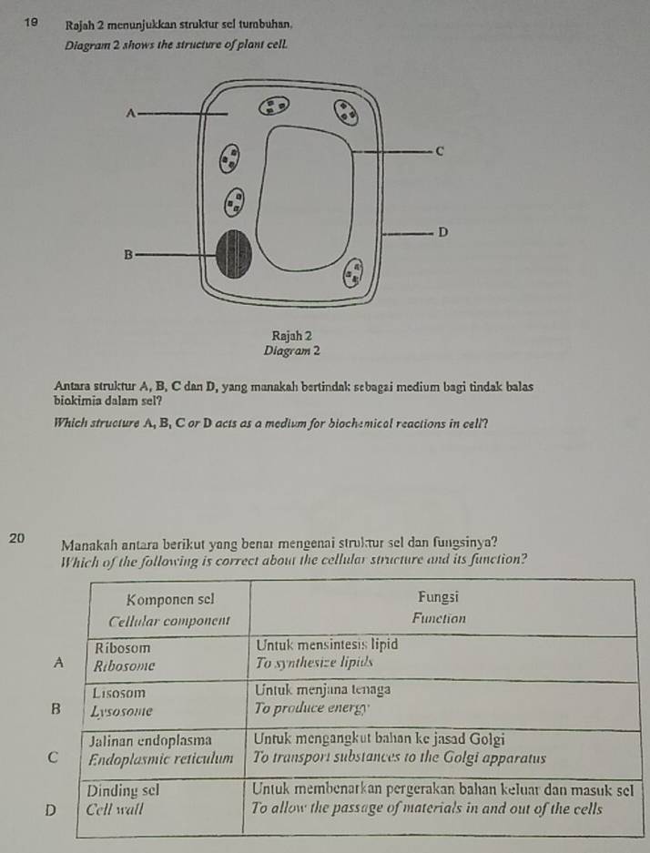 Rajah 2 menunjukkan struktur sel tumbuhan. 
Diagram 2 shows the structure of plant celL 
Antara struktur A, B, C dan D, yang manakah bertindak sebagai medium bagi tindak balas 
biokimia dalam sel? 
Which structure A, B, C or D acts as a medium for biochemical reactions in cell? 
20 Manakah antara berikut yang benaı mengenai struktur sel dan fungsinya? 
Which of the following is correct about the cellular structure and its function?