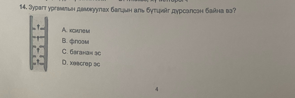 Зурагт ургамльн дамжуулах багцын аль бутцийг дурсэлсэн байна вэ?
А. ксилем
B.флоэм
C. баганан эс
D. xeвсгeр 3c
4